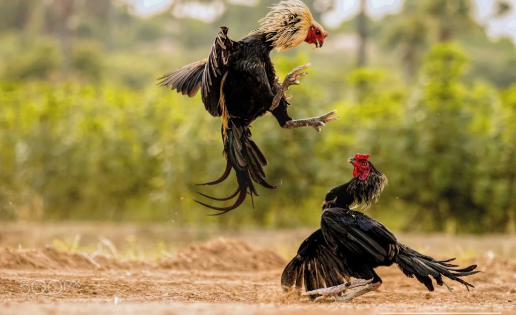 10 Cara Merawat Ayam Bangkok Siap Adu