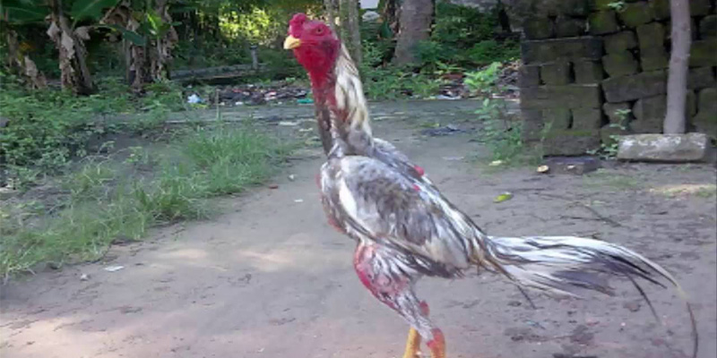Tanda Ayam Bangkok Siap Bertarung Dengan Ganas