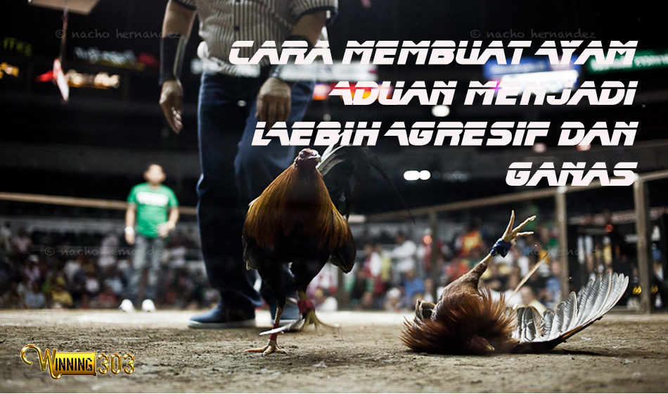 Cara Membuat Ayam Aduan Menjadi Lebih Agresif Dan Ganas